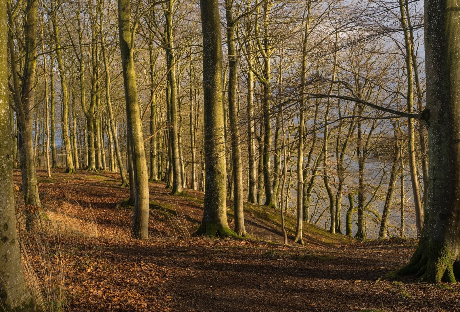 Sony a7 + Sony FE 24-240mm F3.5-6.3 OSS sample photo. Trees, forest, landscape photography
