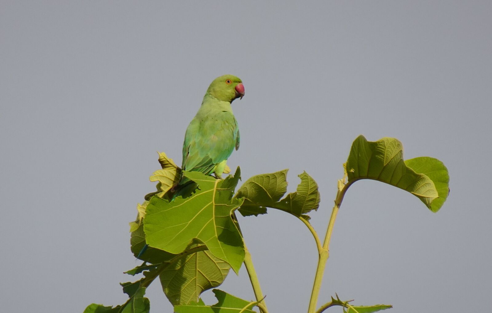 Sony DSC-WX800 sample photo. Bird, parakeet, female photography