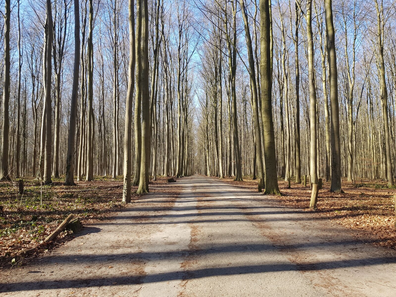 Samsung Galaxy S8+ sample photo. Wood, tree, nature photography