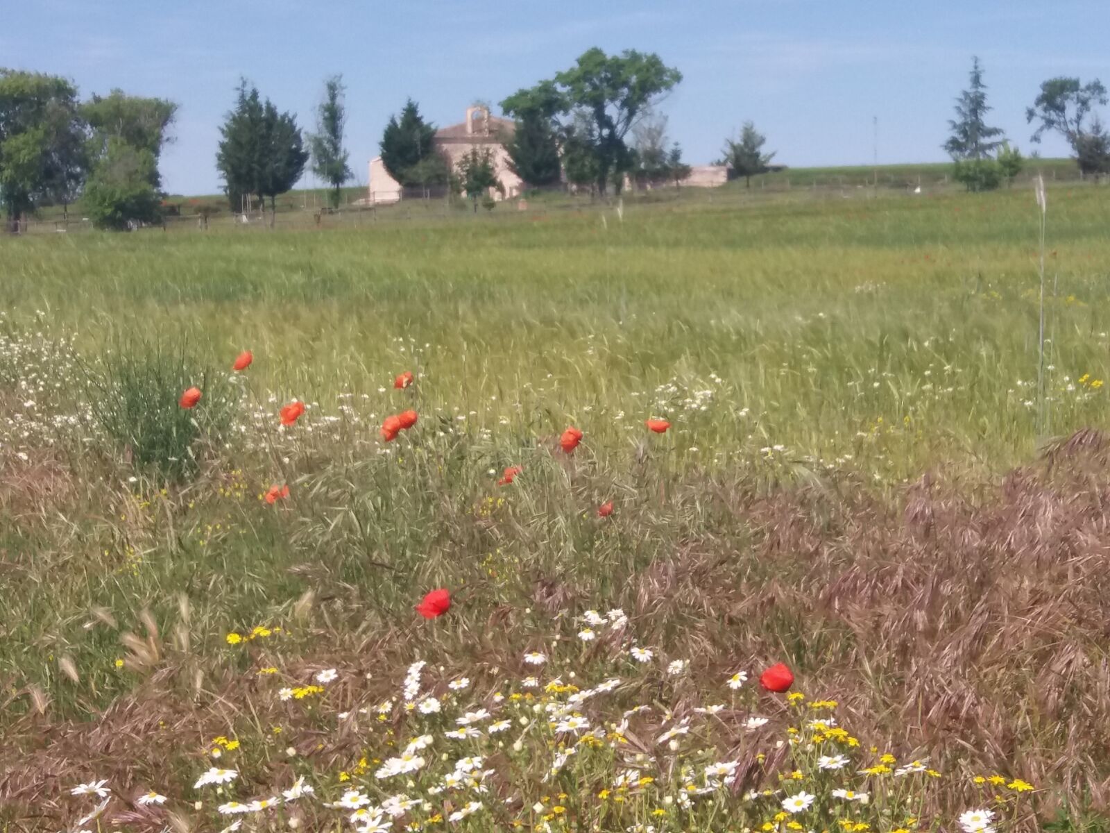 Samsung Galaxy J5(2016) sample photo. Flowers, landscape, hermitage photography