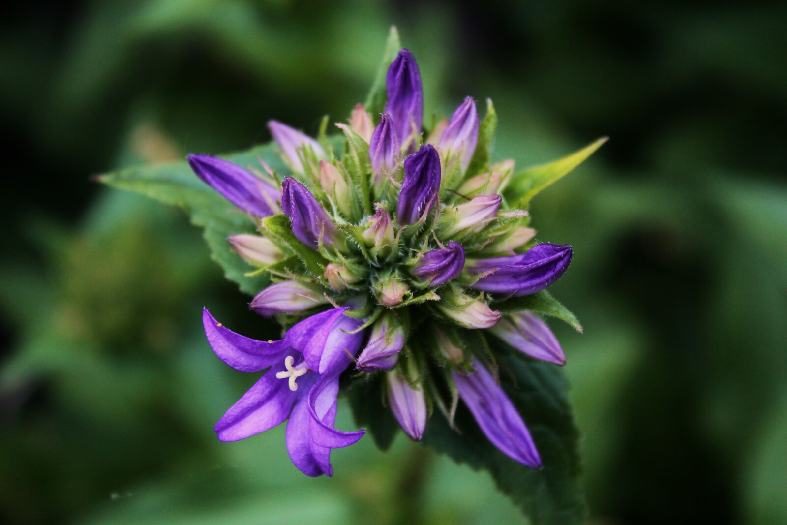 Canon EOS 1300D (EOS Rebel T6 / EOS Kiss X80) sample photo. Flower, purple flower, violet photography