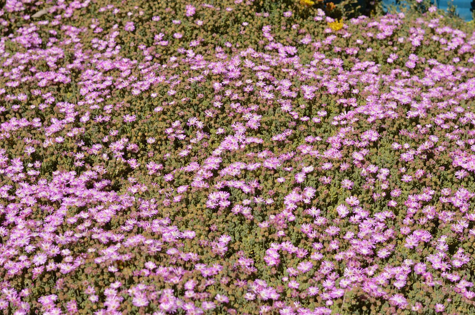 Nikon D3200 sample photo. Outdoors, botany, beautiful photography