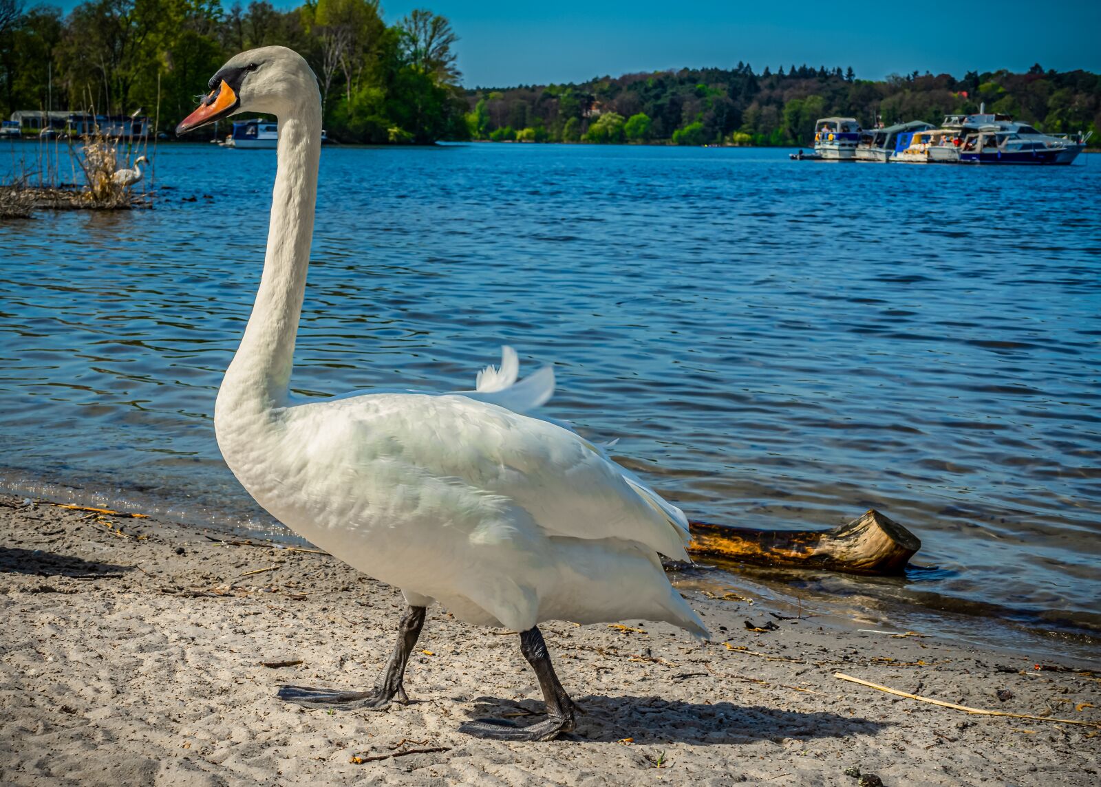 Sony a7 II + Sony FE 28-70mm F3.5-5.6 OSS sample photo. Swan, water, lake photography