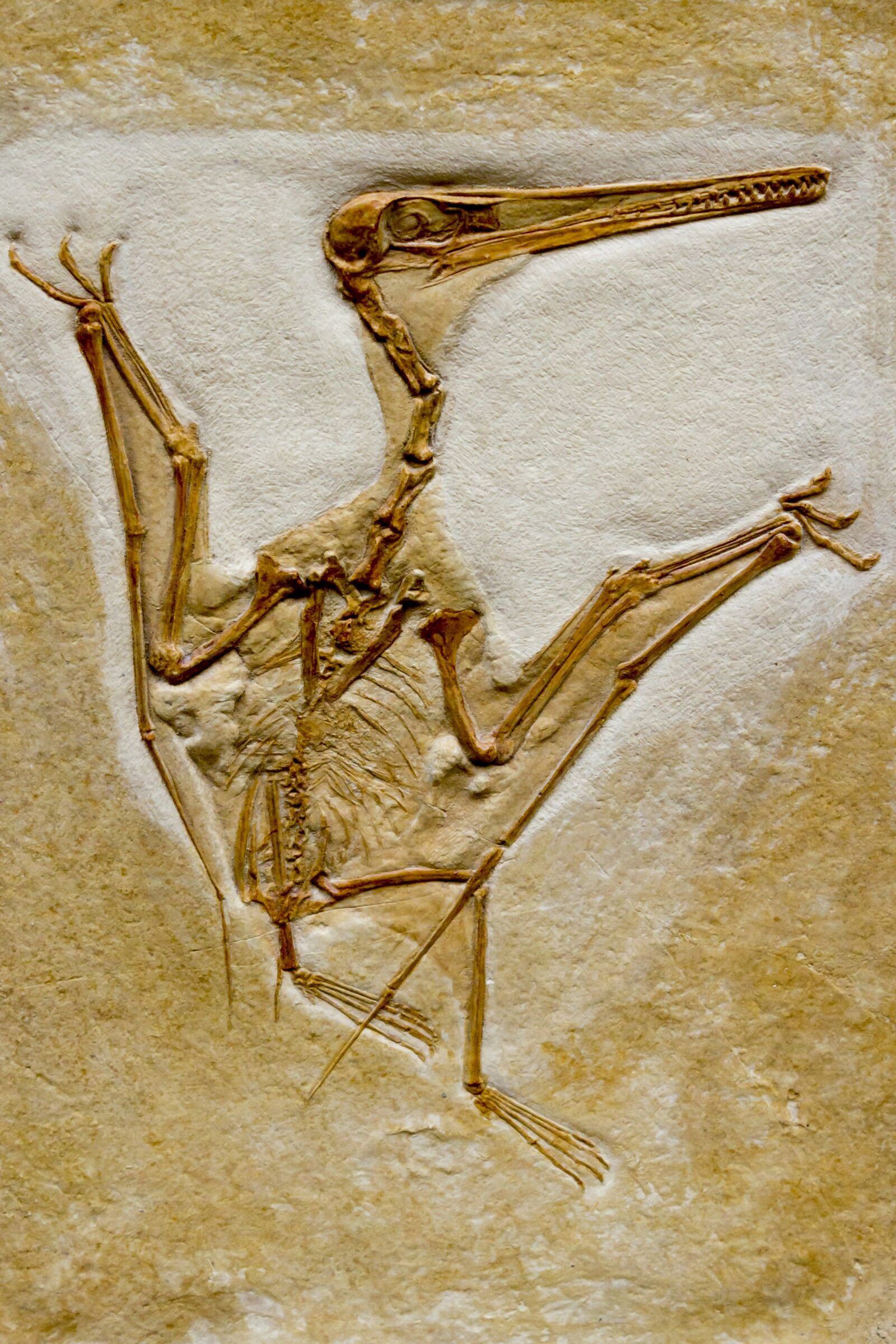 Canon EOS 600D (Rebel EOS T3i / EOS Kiss X5) sample photo. Fossil, petrifaction, bird photography