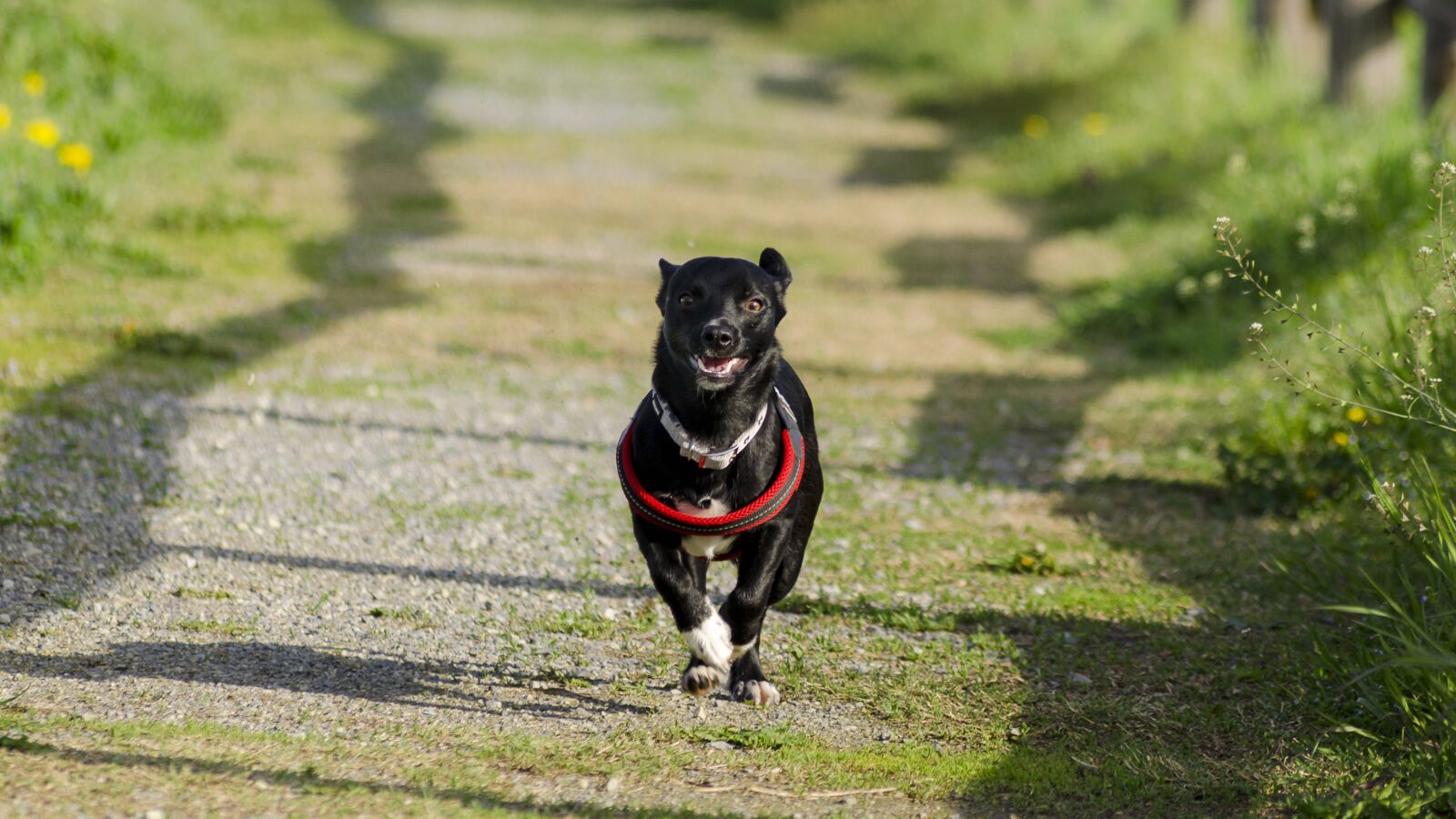 Nikon D5100 sample photo. Dog, friend, friendship photography