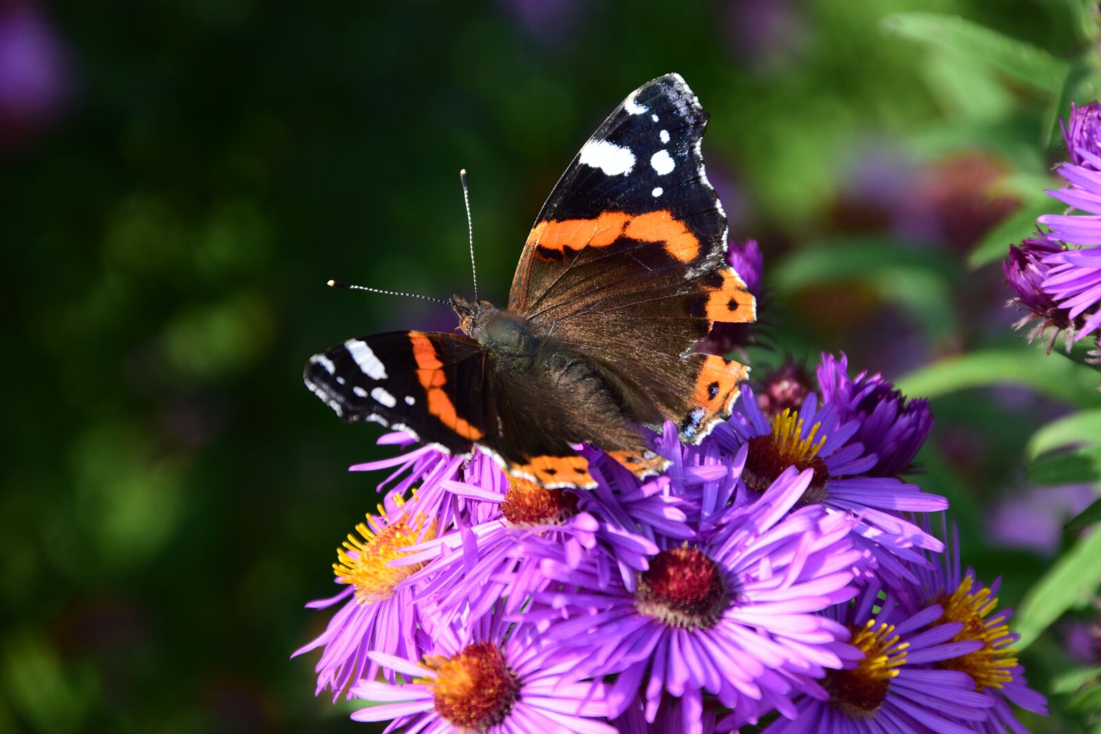 Nikon D3300 sample photo. Aster, butterfly, blossom photography