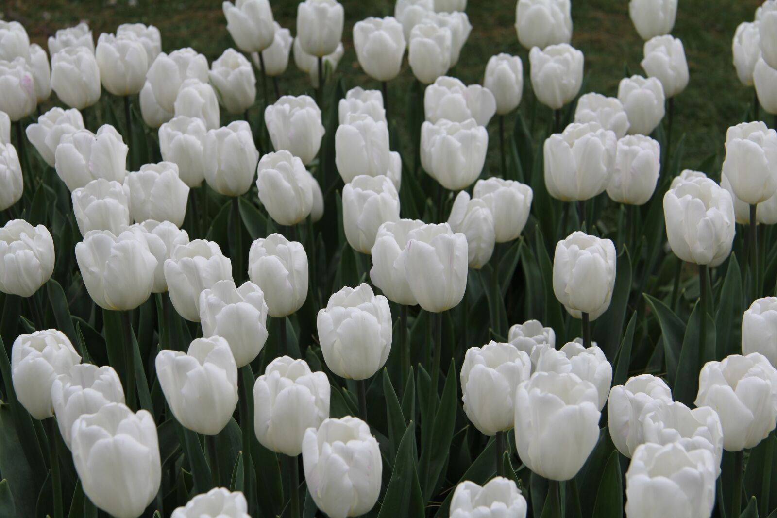 Canon EF-S 17-85mm F4-5.6 IS USM sample photo. Tulips, flower, spring photography