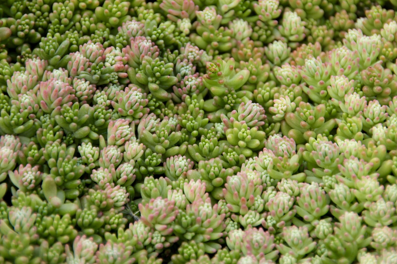 Canon EOS 60D sample photo. Succulents, green, evergreen photography