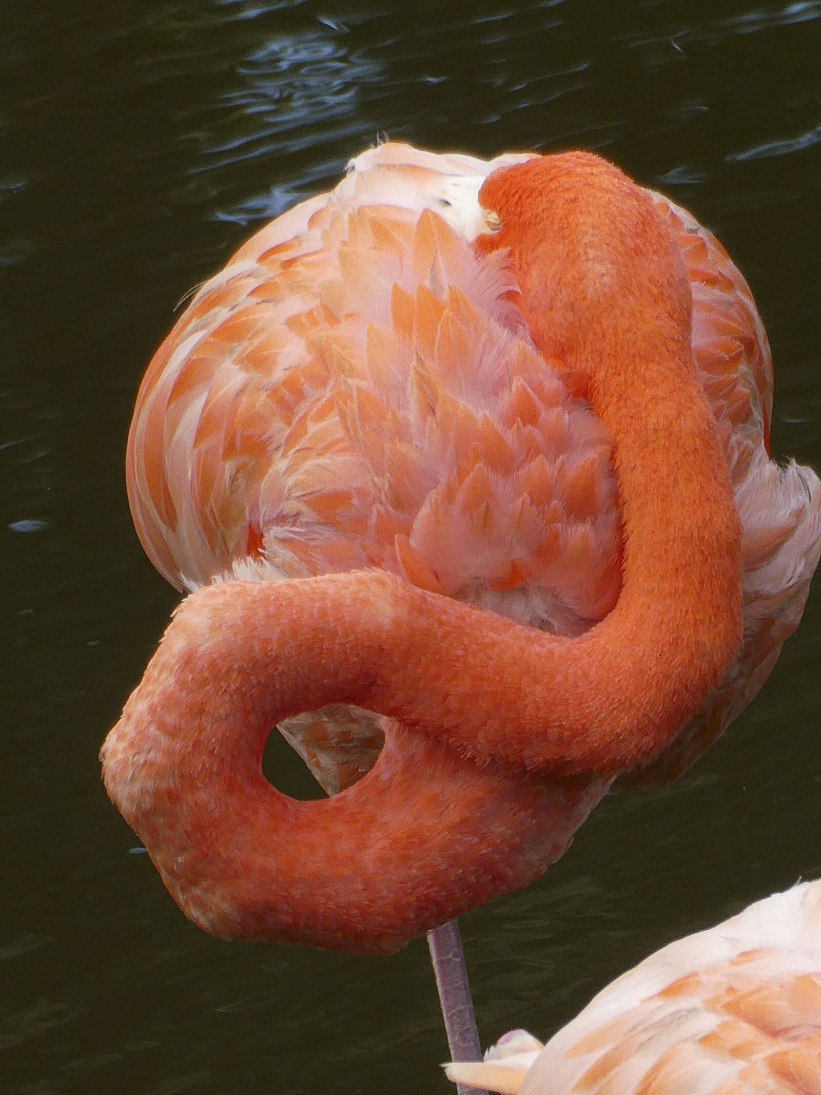 Panasonic Lumix DC-ZS70 (Lumix DC-TZ90) sample photo. Flamingo, sleeping, animal photography