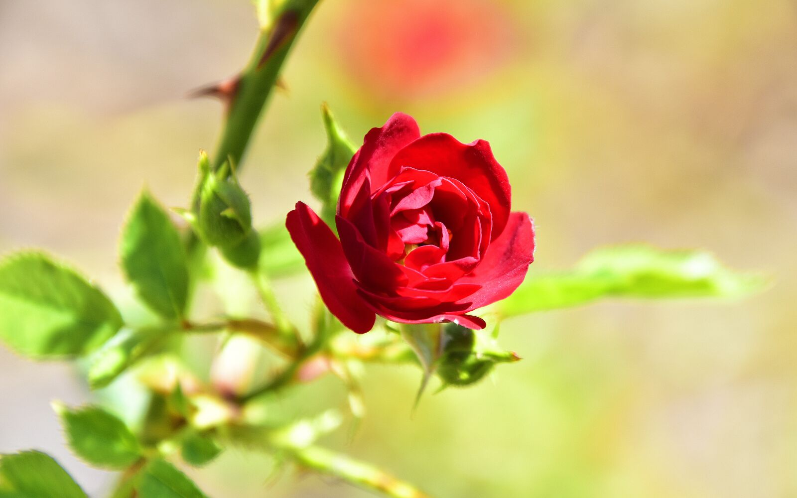 Nikon D7200 sample photo. Plants, garden, flora photography