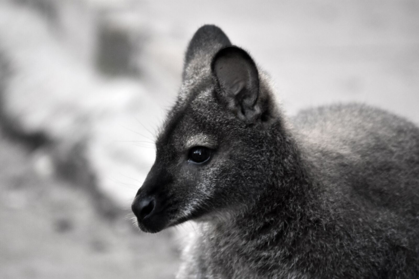 Nikon D3400 sample photo. Kangaroo, black white, background photography