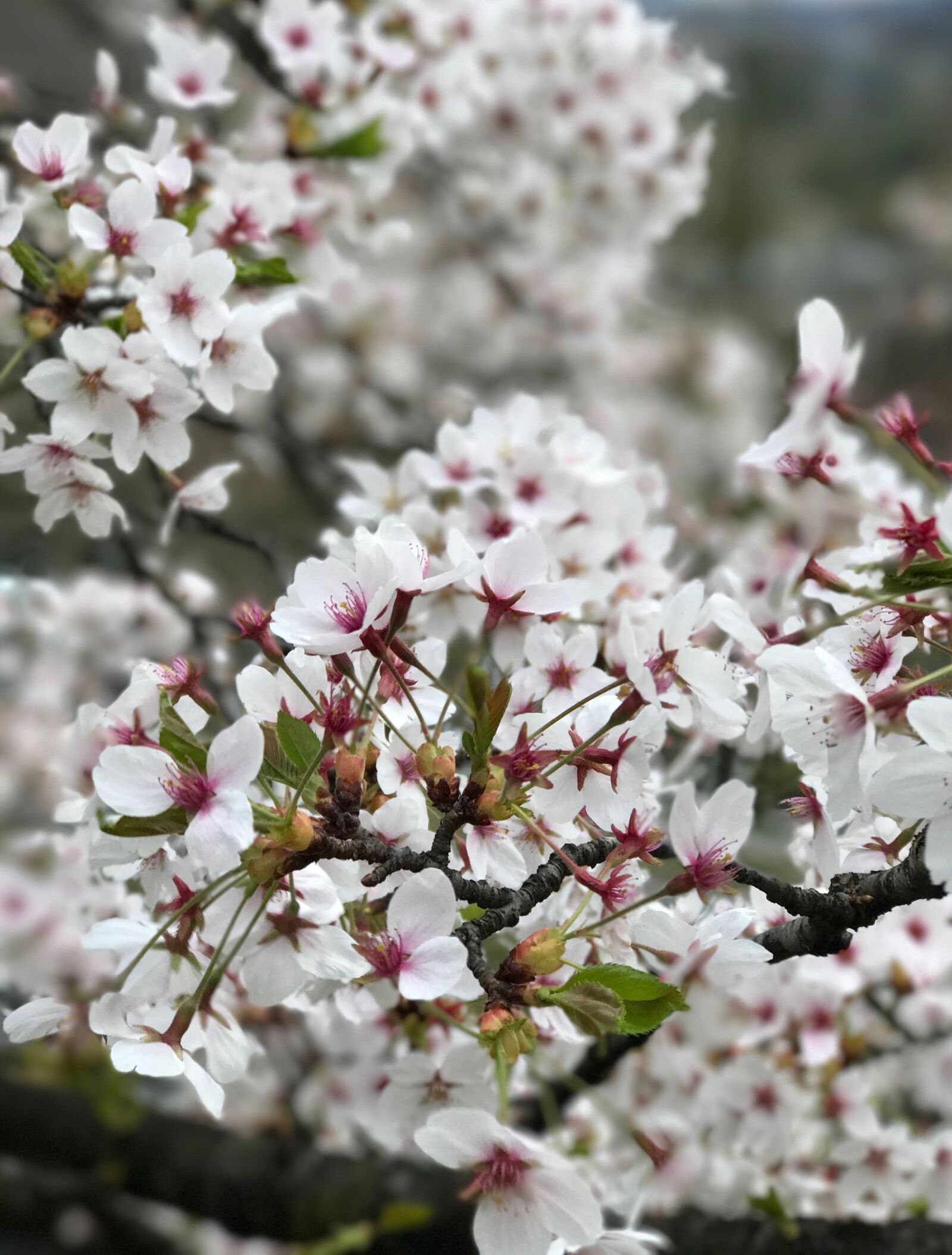 iPhone 7 Plus back dual camera 6.6mm f/2.8 sample photo. Cherry blossom spring, flowers photography