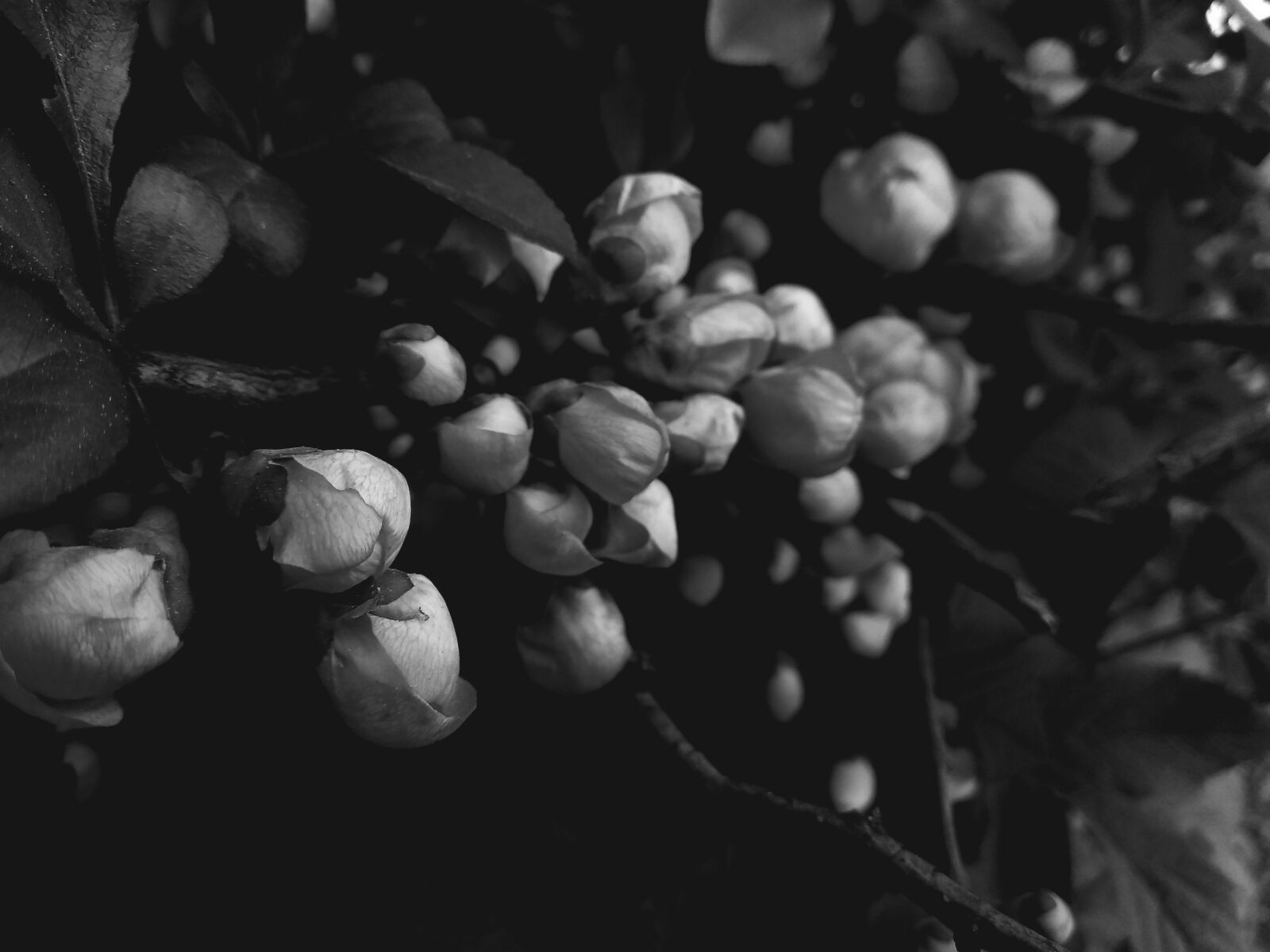 Xiaomi Redmi Note 4 sample photo. Flower, flora, bw photography