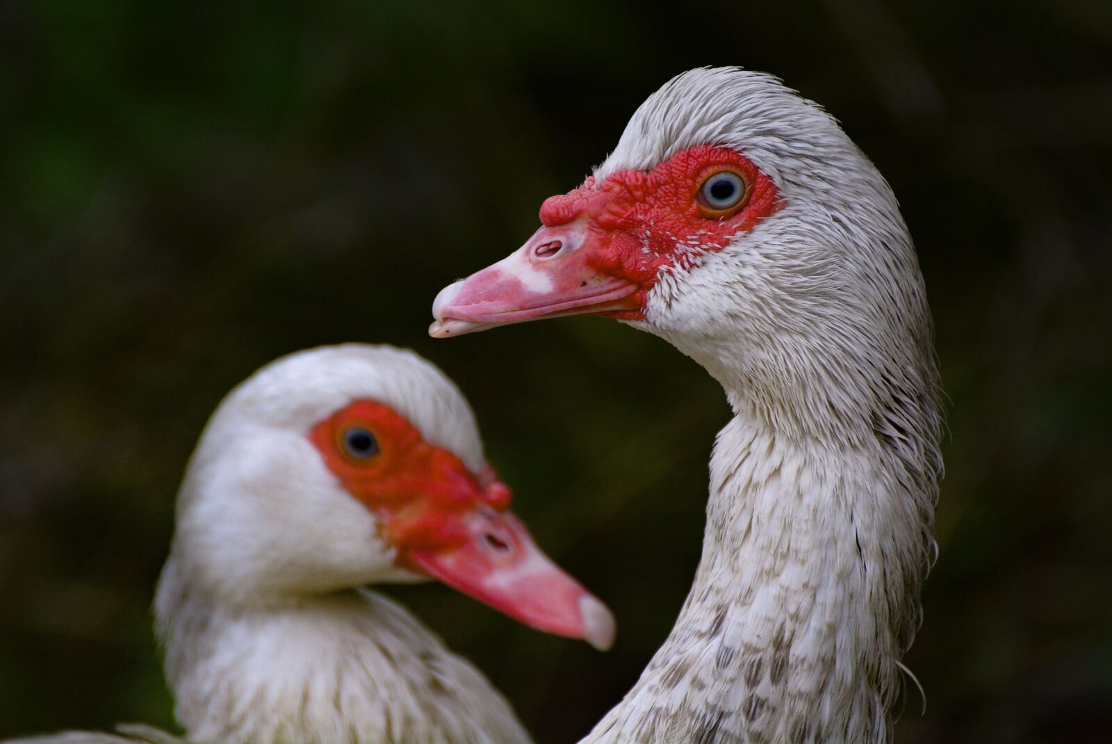 Nikon D7100 sample photo. Bird, wildlife, nature photography