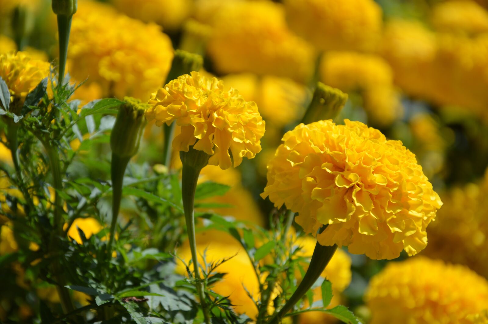 Nikon D3200 sample photo. Flower, marigold, blossom photography