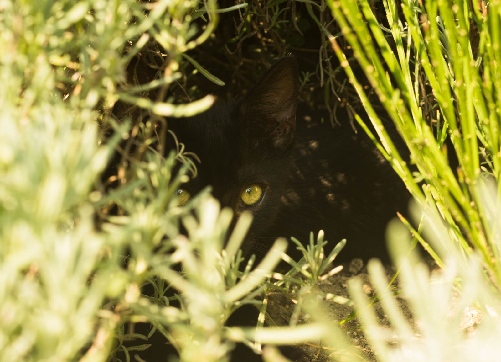 Pentax smc DA 50mm F1.8 sample photo. Hidden, cat, predator photography