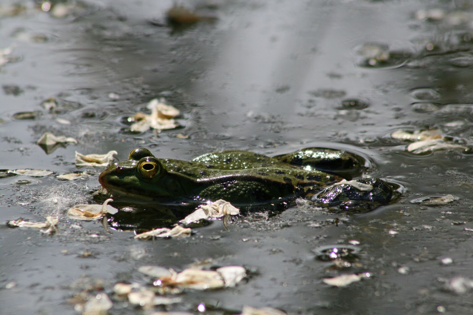 Canon EOS 400D (EOS Digital Rebel XTi / EOS Kiss Digital X) sample photo. Frog, pond, frog skin photography