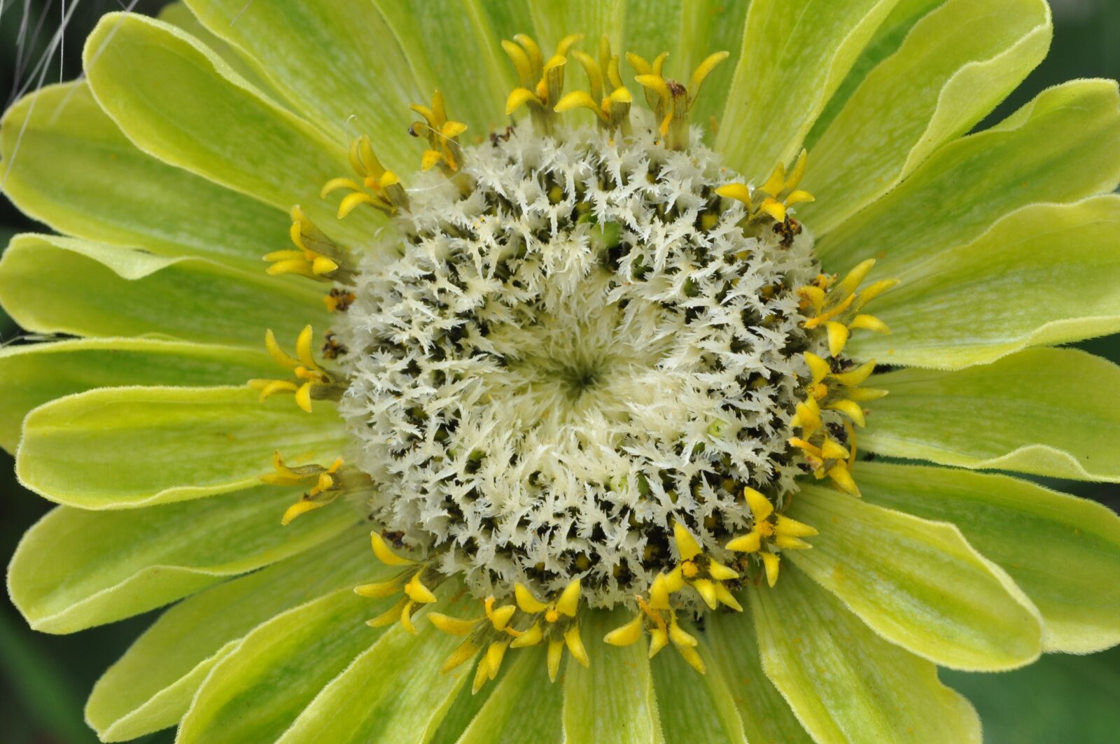 Nikon D5000 sample photo. Dahlia, flower, flora photography