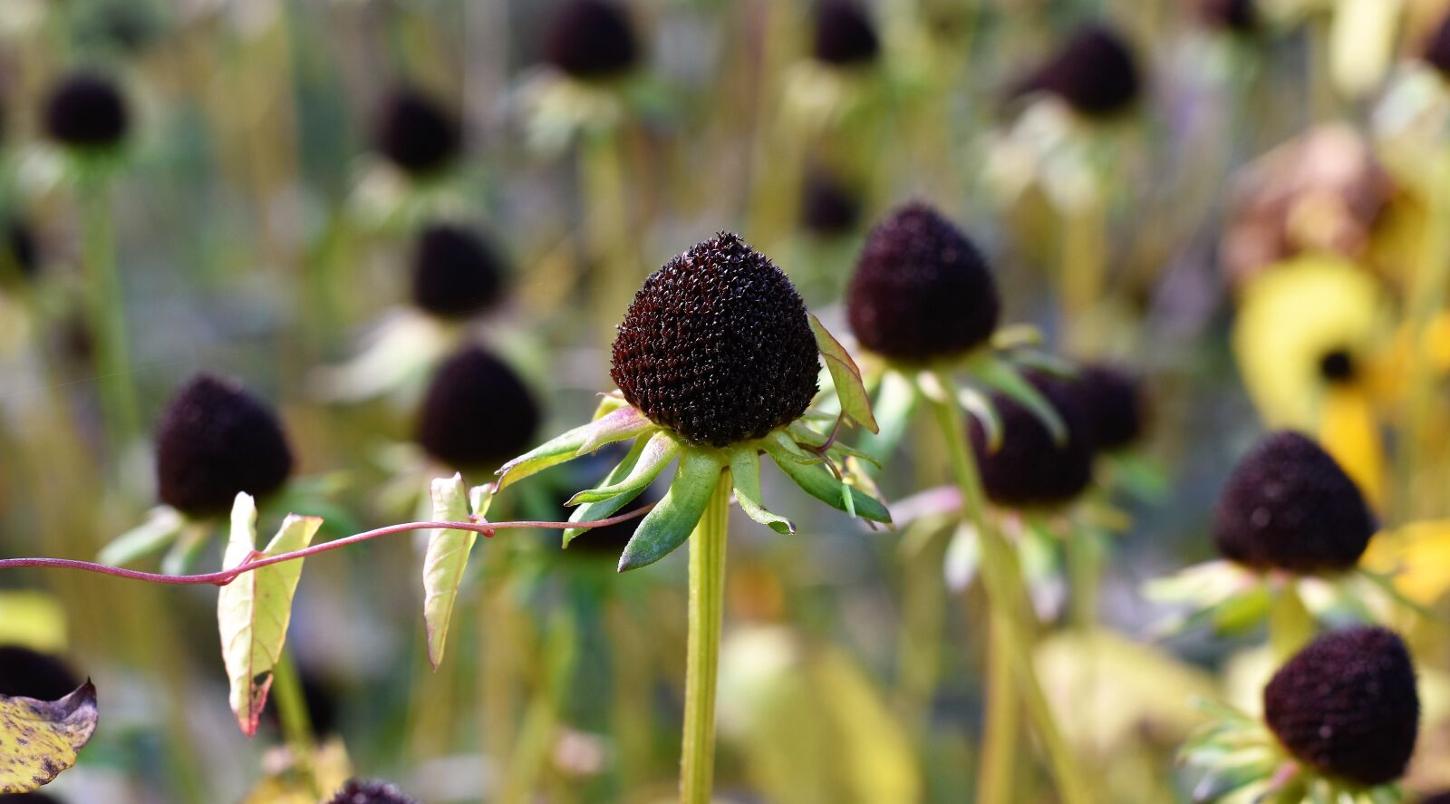Nikon D7200 sample photo. Ordinary sonnenhut, rudbeckia fulgida photography