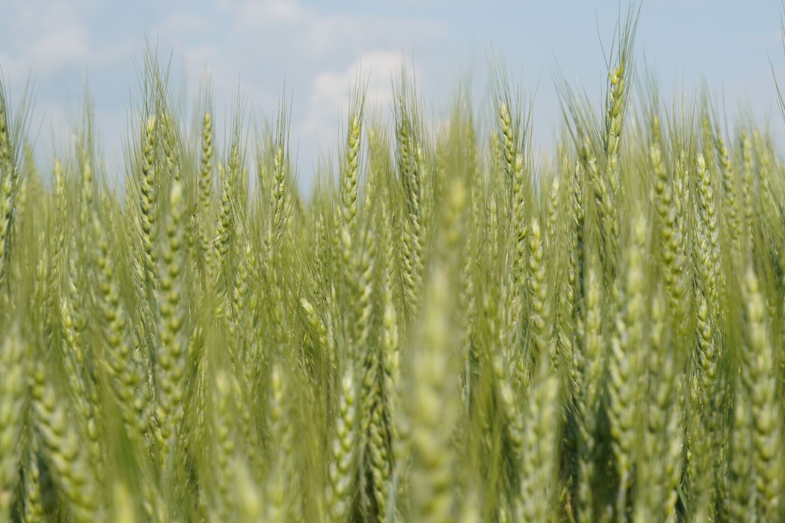 Sony a6400 sample photo. Wheat, field, green photography