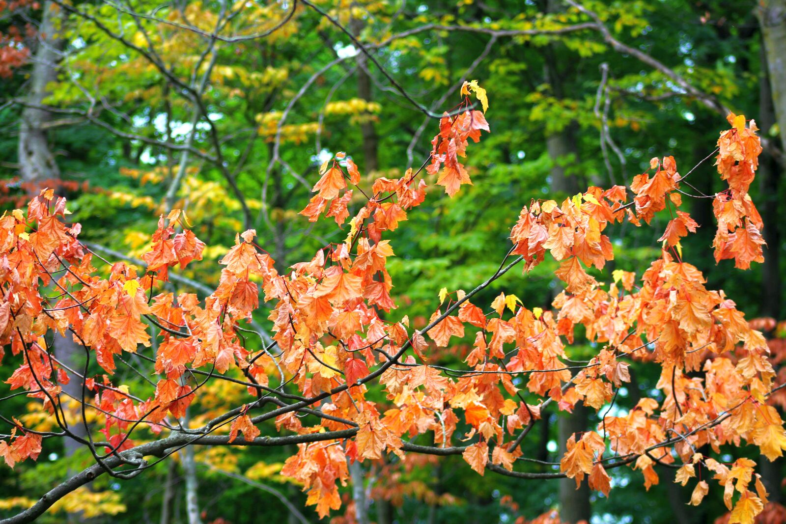 Canon EF 75-300mm f/4-5.6 USM sample photo. Tree, colorful, foliage photography