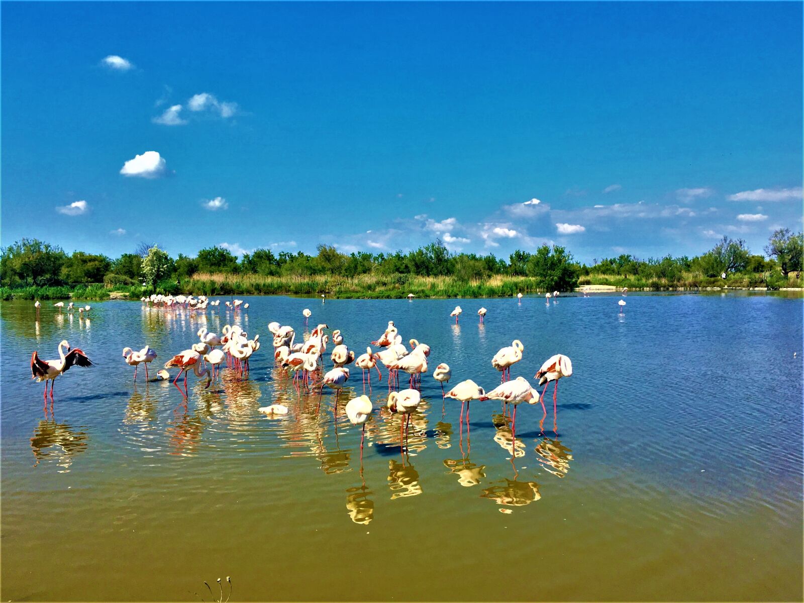 iPhone SE back camera 4.15mm f/2.2 sample photo. Montpellier, france, ornithology park photography