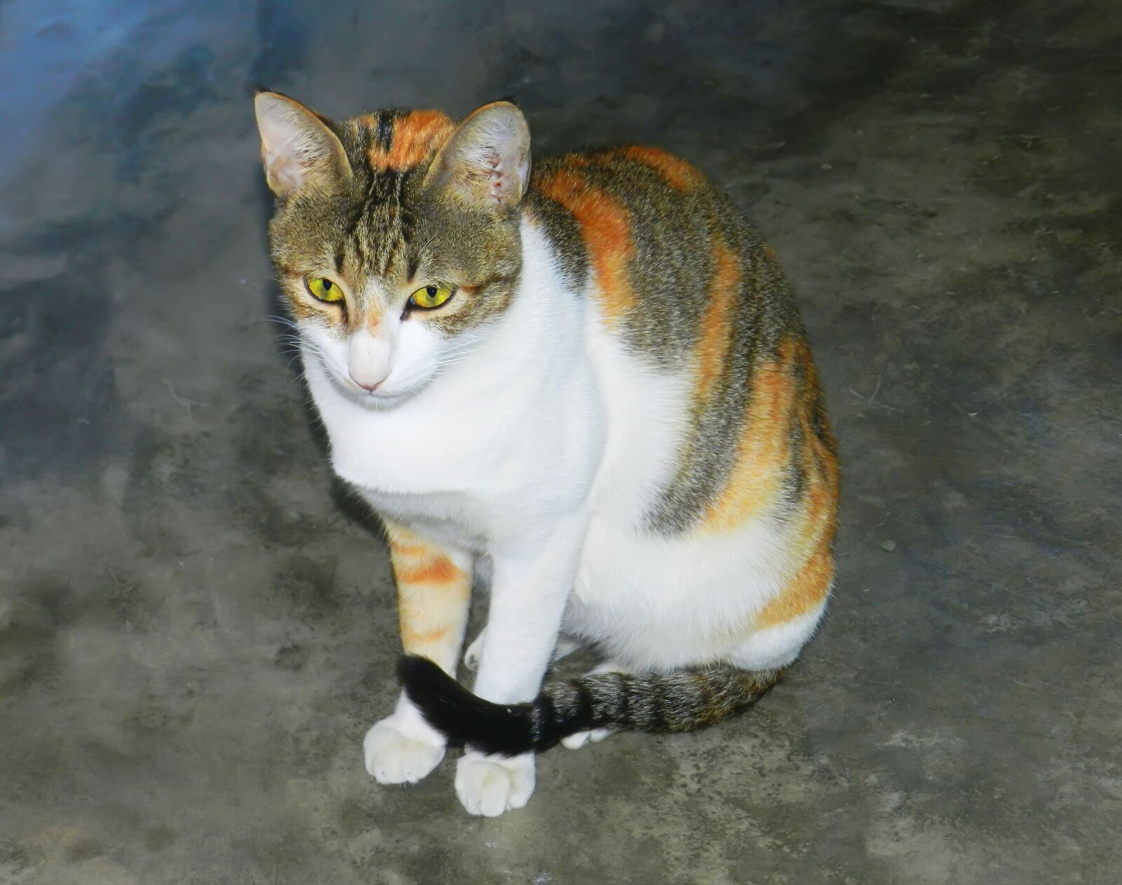 Nikon Coolpix P500 sample photo. Cat, busa photography