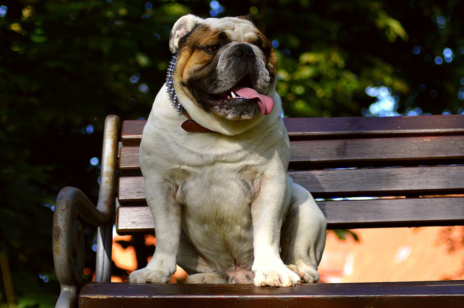 Nikon D3200 sample photo. English bulldog, dog, nature photography