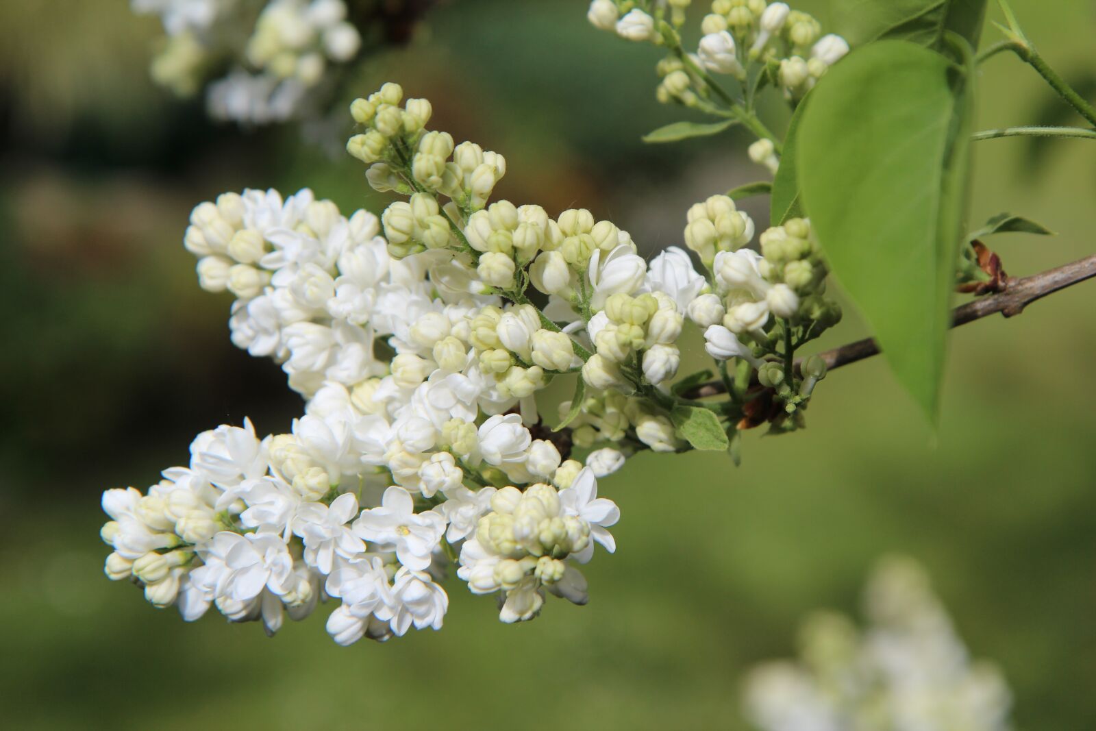 Canon EOS 600D (Rebel EOS T3i / EOS Kiss X5) sample photo. Lilac, white lilac, lilac photography