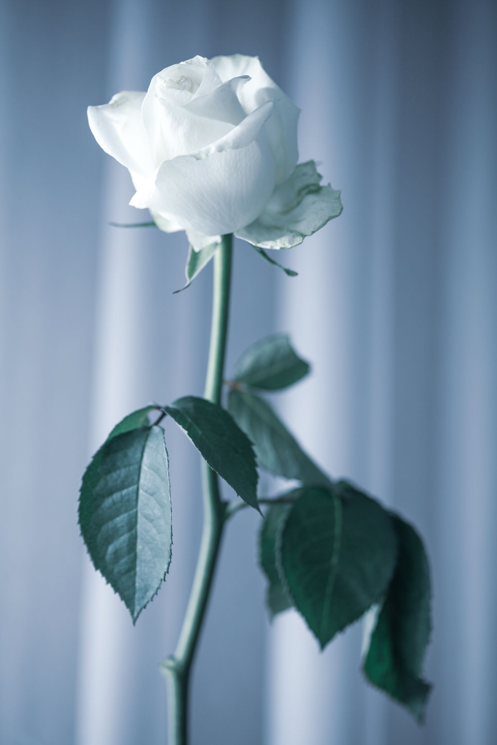 Canon EOS 5D Mark II sample photo. Rose, transience, mourning photography