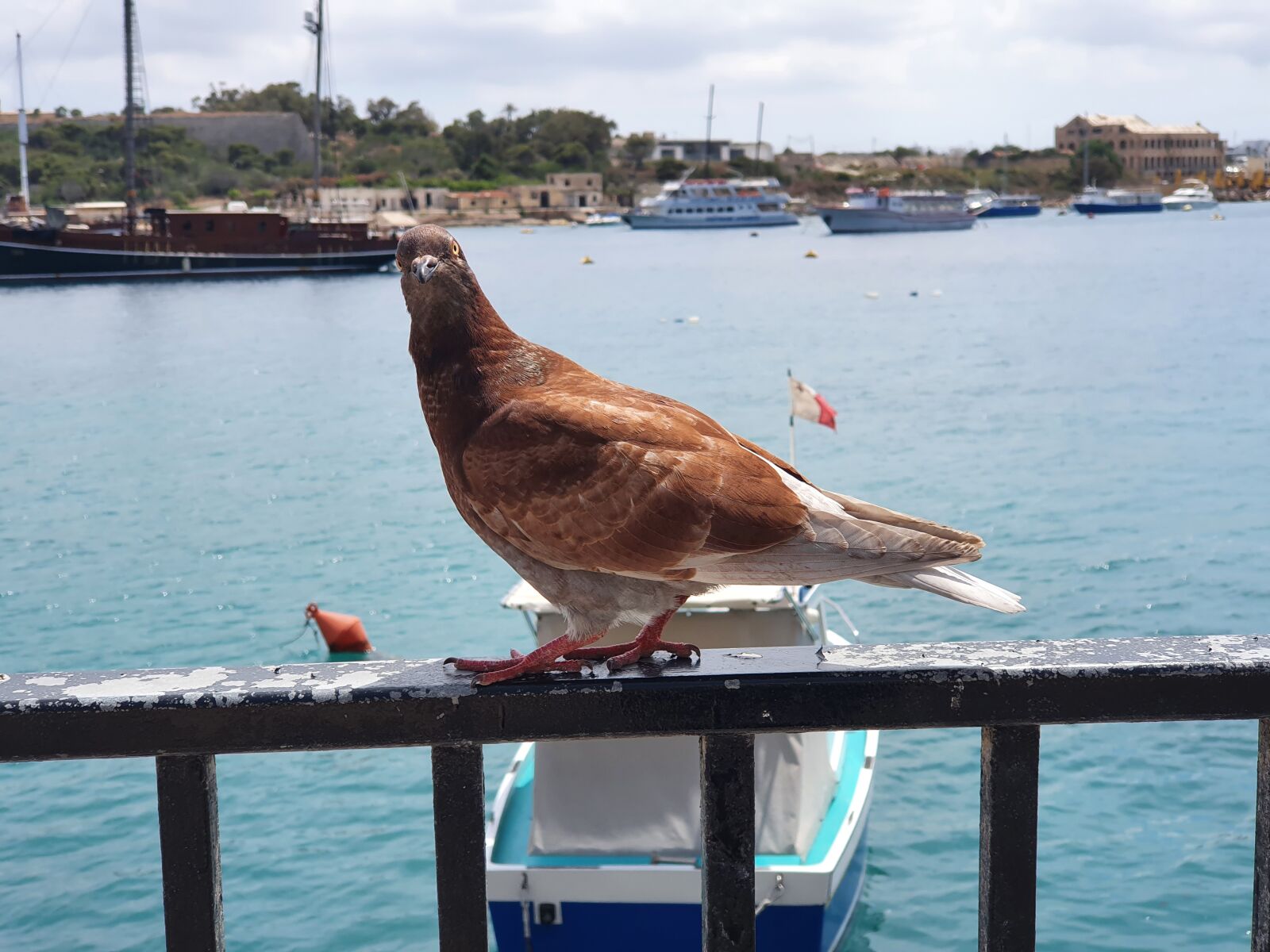 Samsung Galaxy S10+ sample photo. Perfect, capture, bird photography