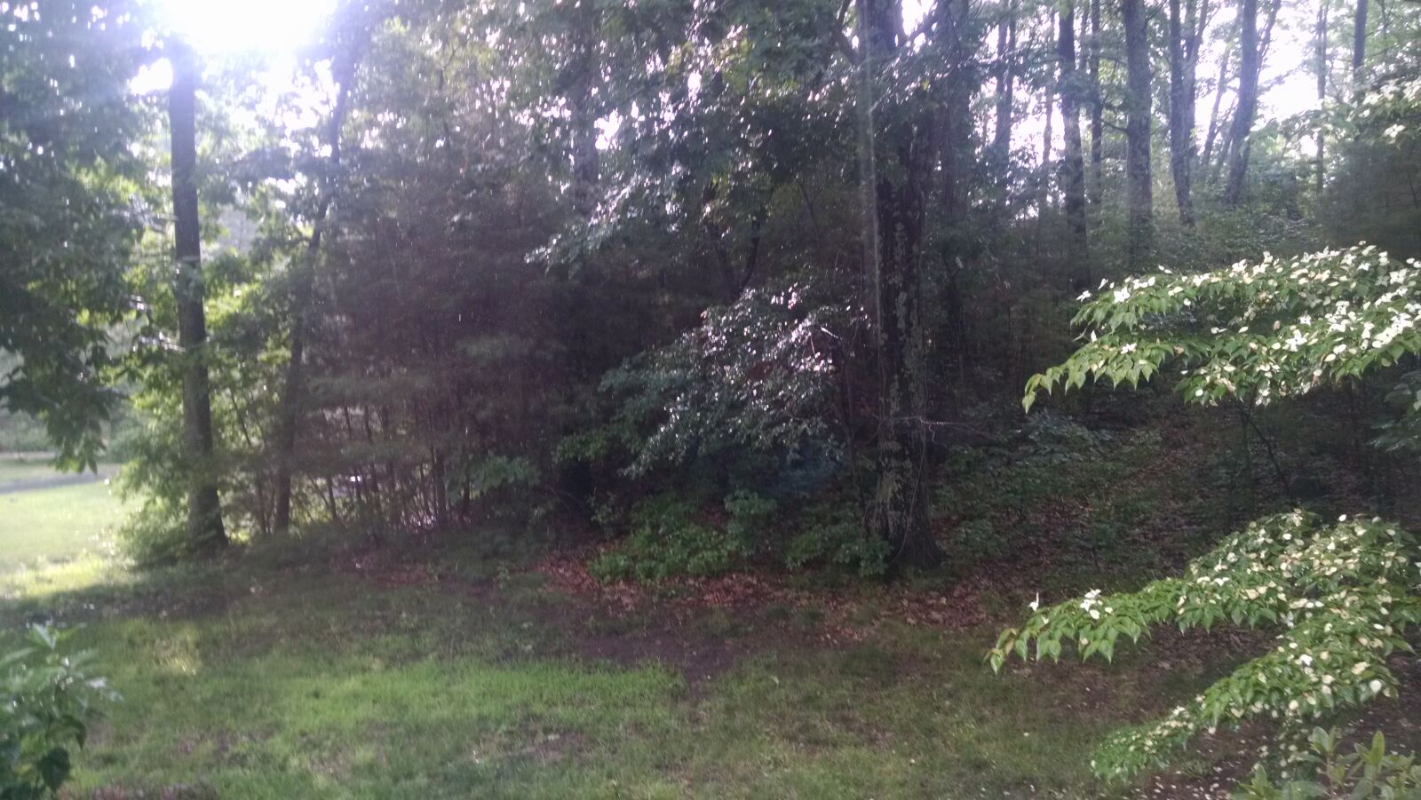 QCOM-AA QCAM-AA sample photo. Green, summer, trees, walk photography