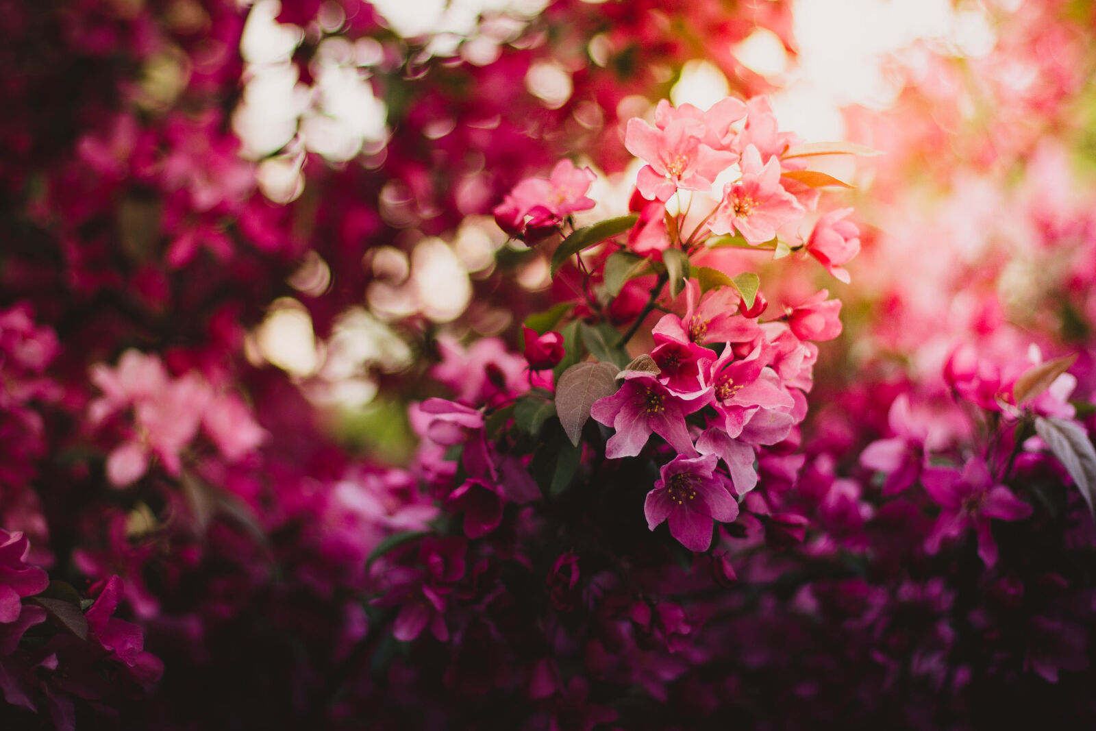 Canon EOS 600D (Rebel EOS T3i / EOS Kiss X5) + Canon EF 50mm F1.4 USM sample photo. Pink, green, and, purple photography