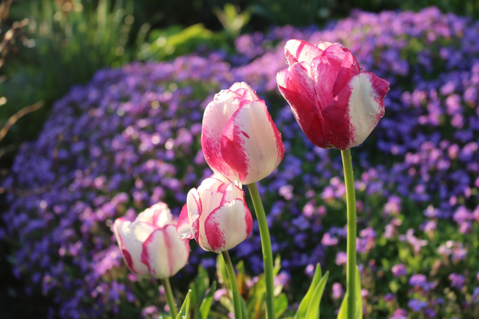 Canon EOS 700D (EOS Rebel T5i / EOS Kiss X7i) sample photo. Flower, nature, plant photography