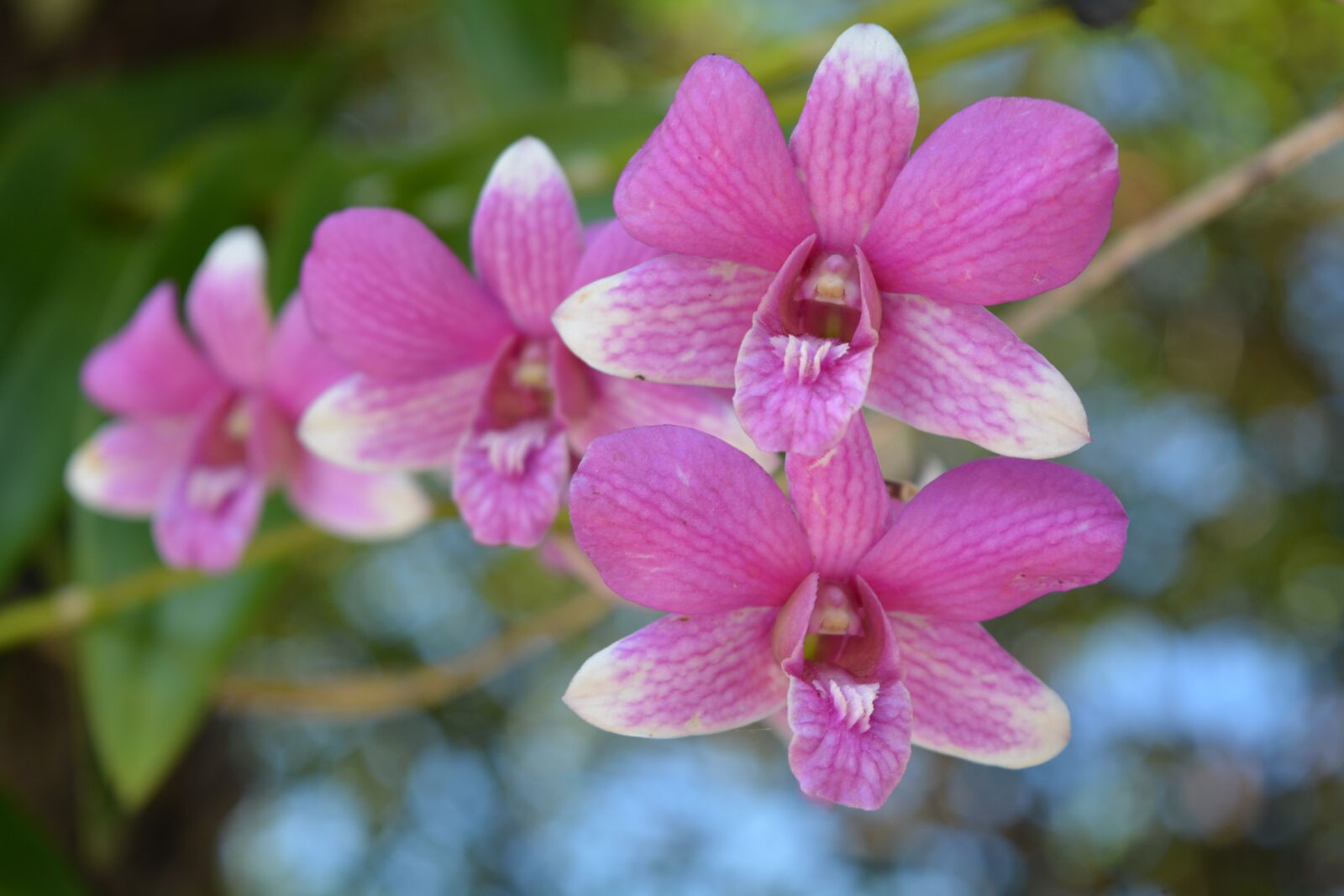 Nikon D7100 sample photo. Orchid, thai orchid, flower photography