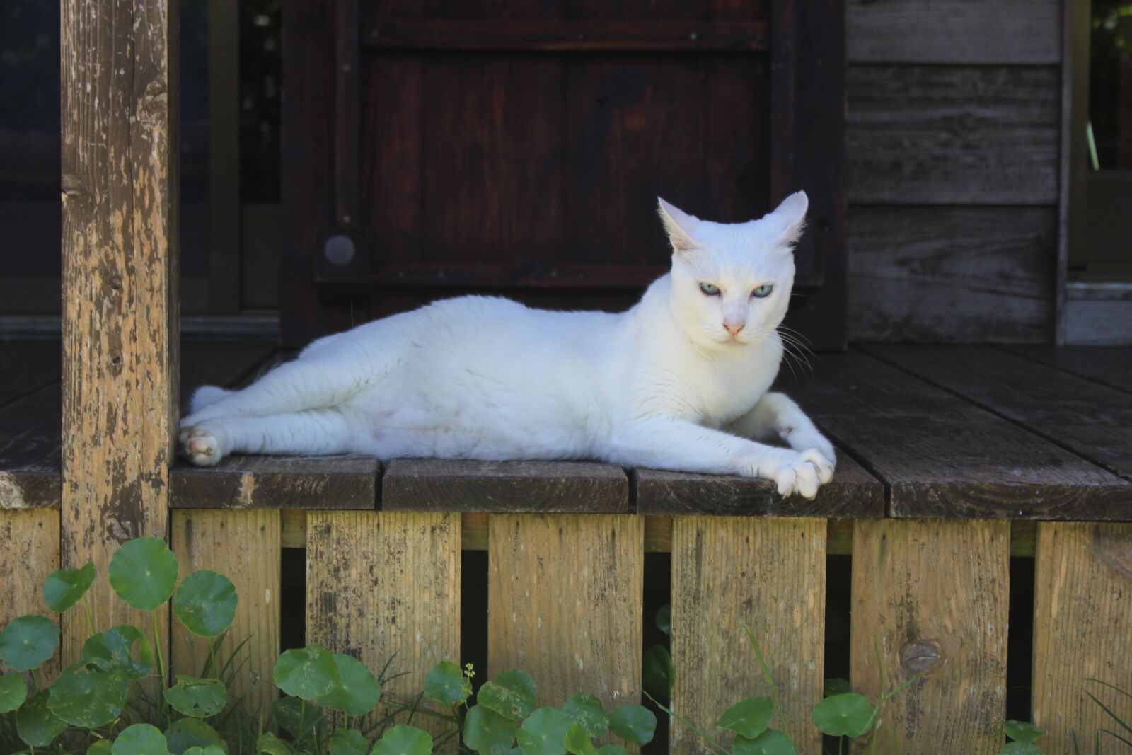 Canon EOS 100D (EOS Rebel SL1 / EOS Kiss X7) sample photo. Cat, the white temple photography