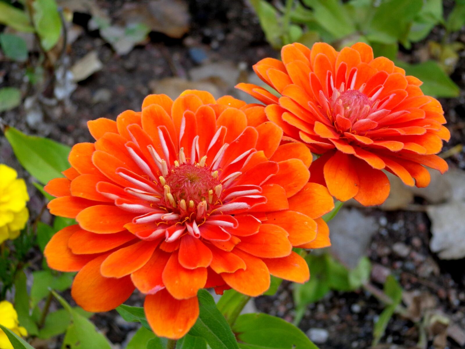 Sony DSC-W690 sample photo. "Orange flower, zinnia flowers" photography