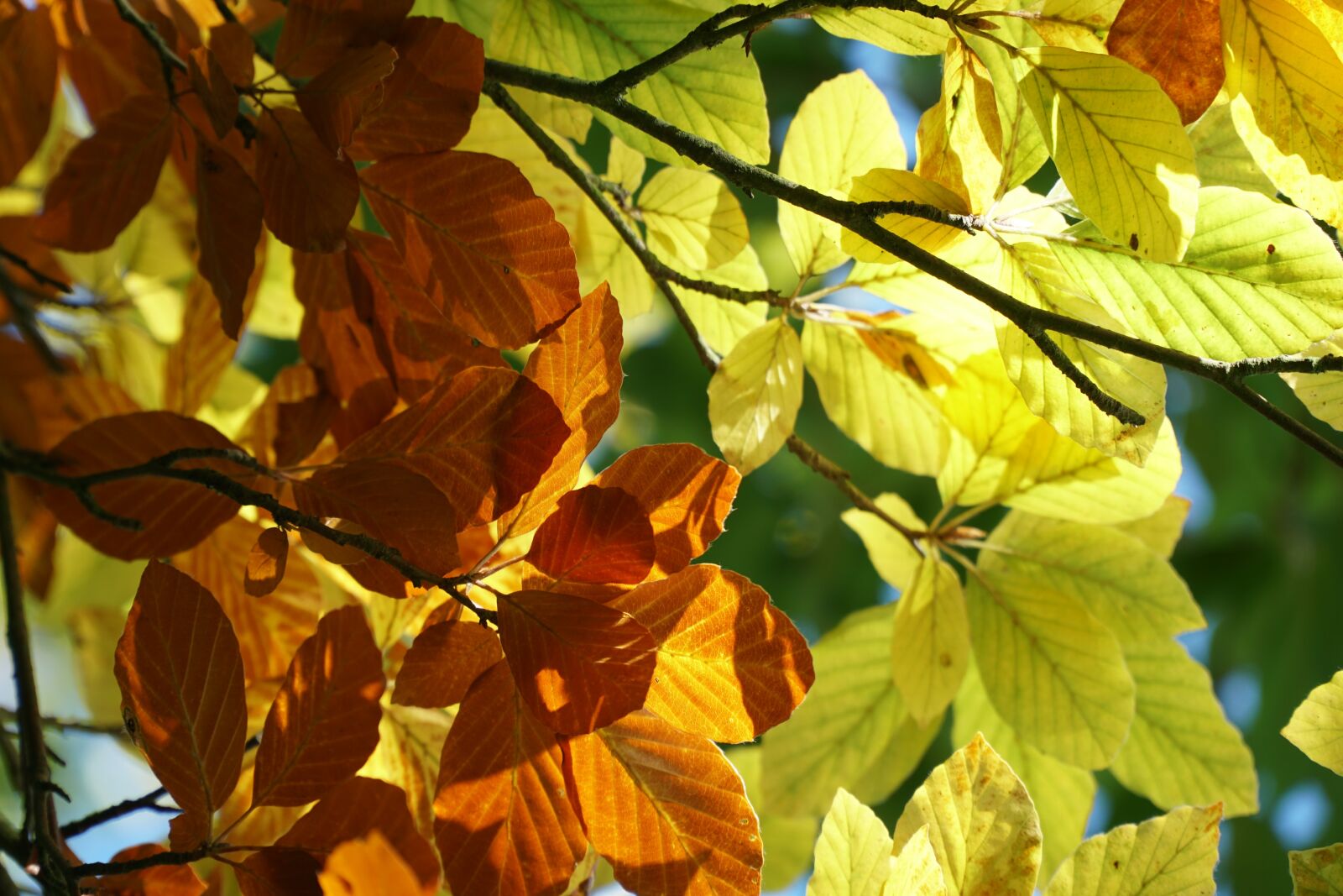Sony a6500 sample photo. Sunlight, leaves, autumn photography