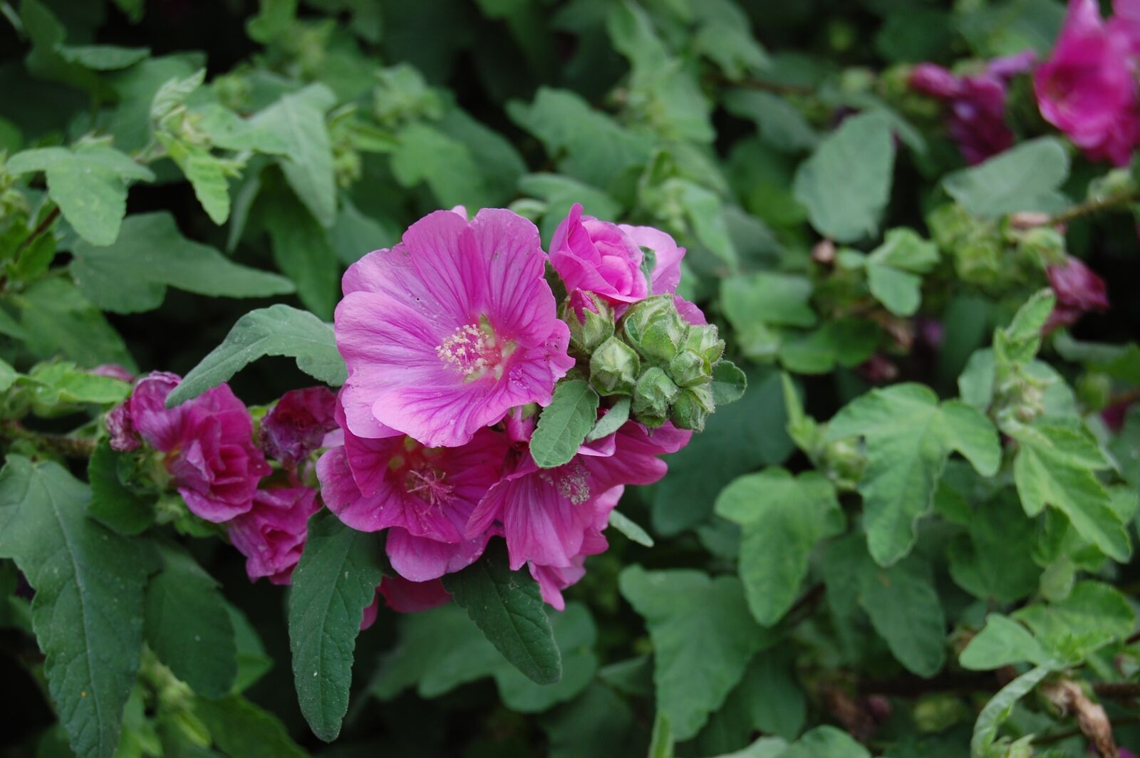 Nikon D40 sample photo. Blossom, bloom, hibiscus photography