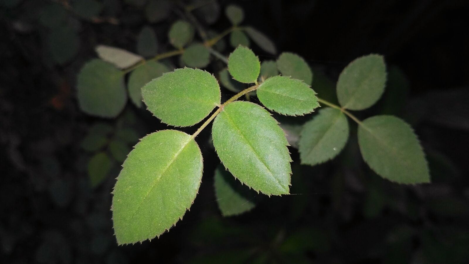 Xiaomi Redmi 3S sample photo. Rose leaves, rose, rose photography