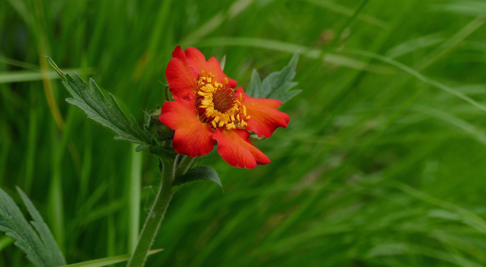 Panasonic Lumix DMC-FZ1000 sample photo. Avens, garden, nature photography
