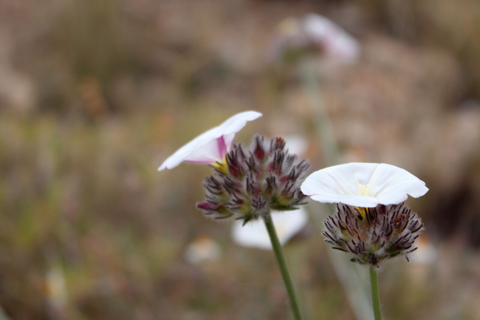 Canon EOS 1200D (EOS Rebel T5 / EOS Kiss X70 / EOS Hi) sample photo. Flowers, wild, plants photography