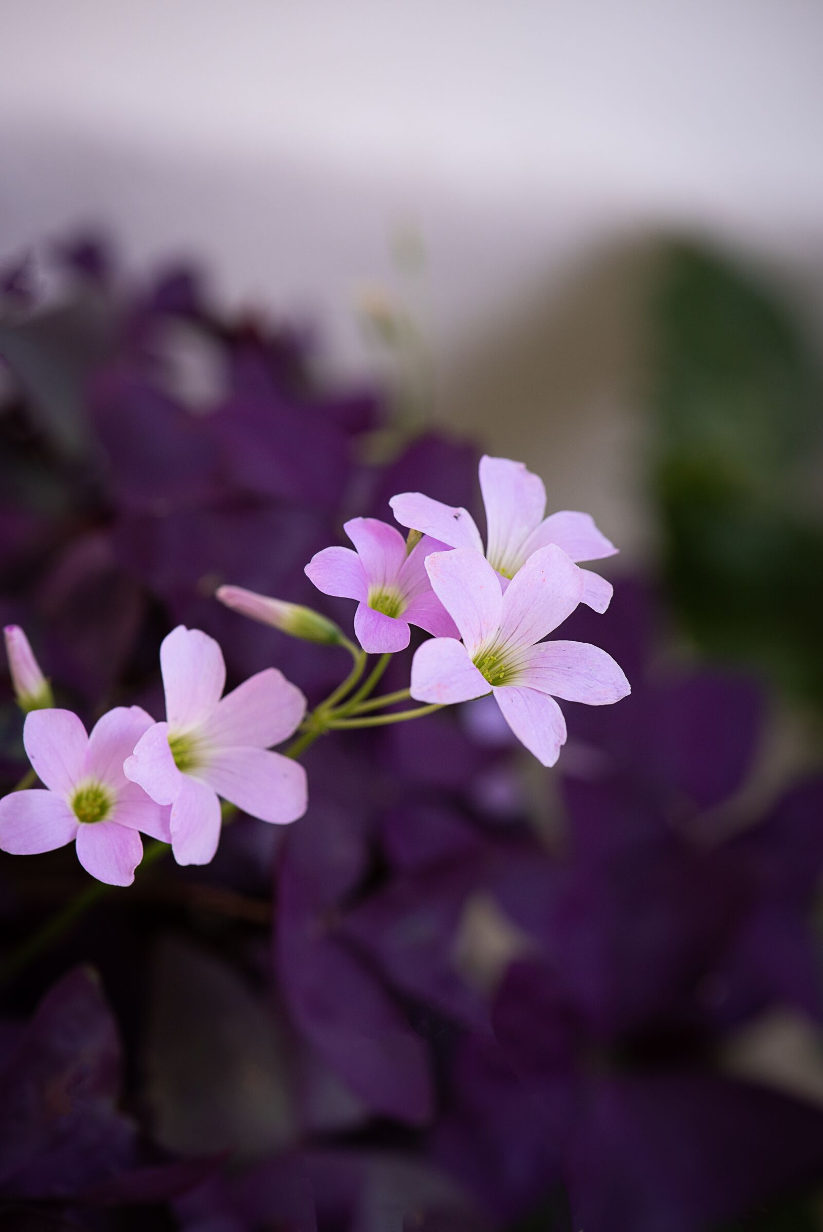 Nikon D750 sample photo. Flower, pink, pink flower photography