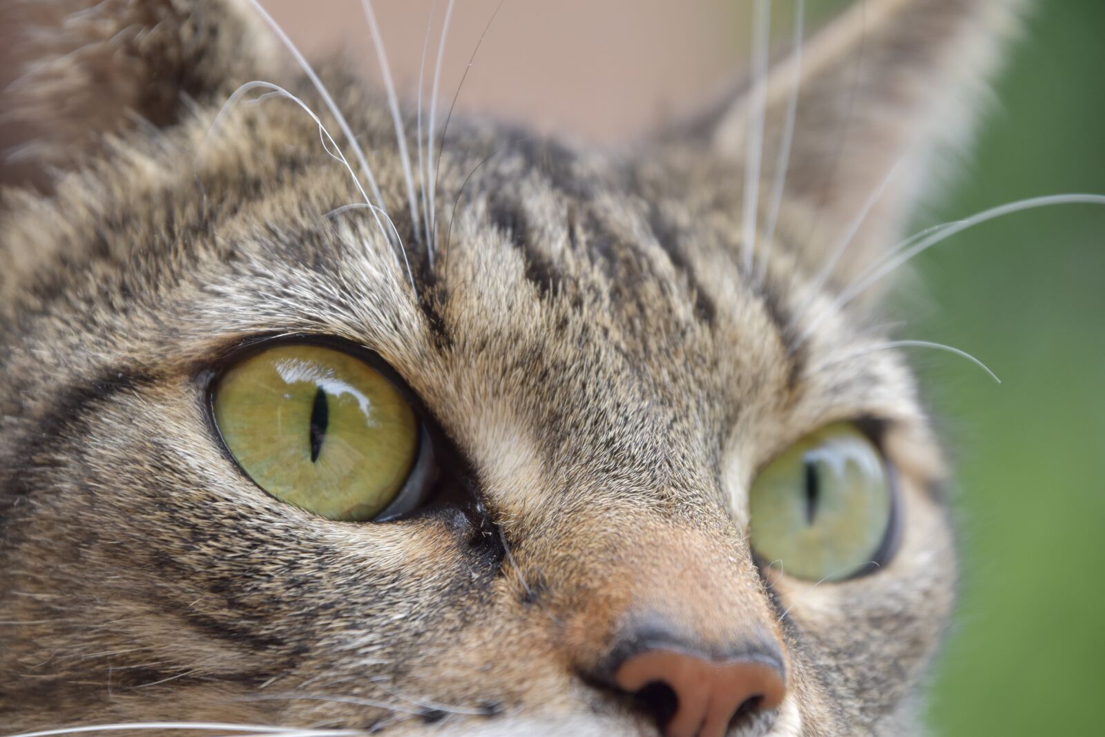 Nikon D5600 sample photo. Cat, domestic, look photography