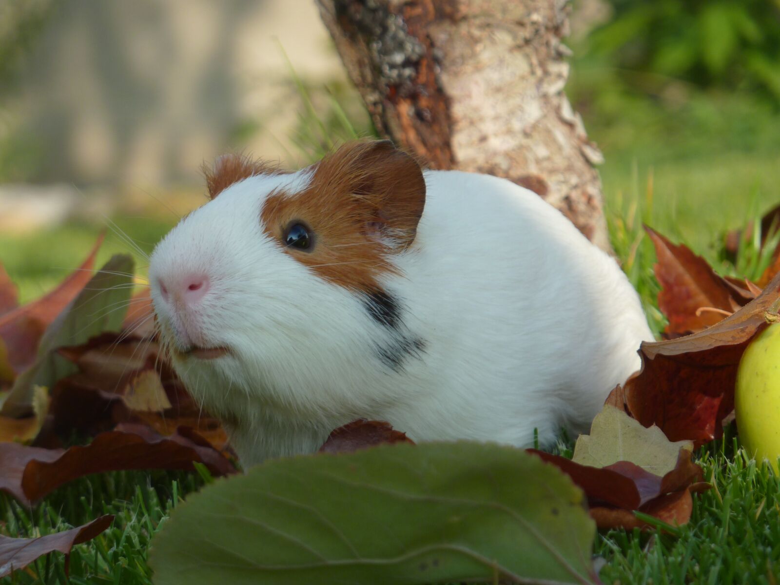 Panasonic DMC-TZ7 sample photo. Guinea pig, pet, small photography