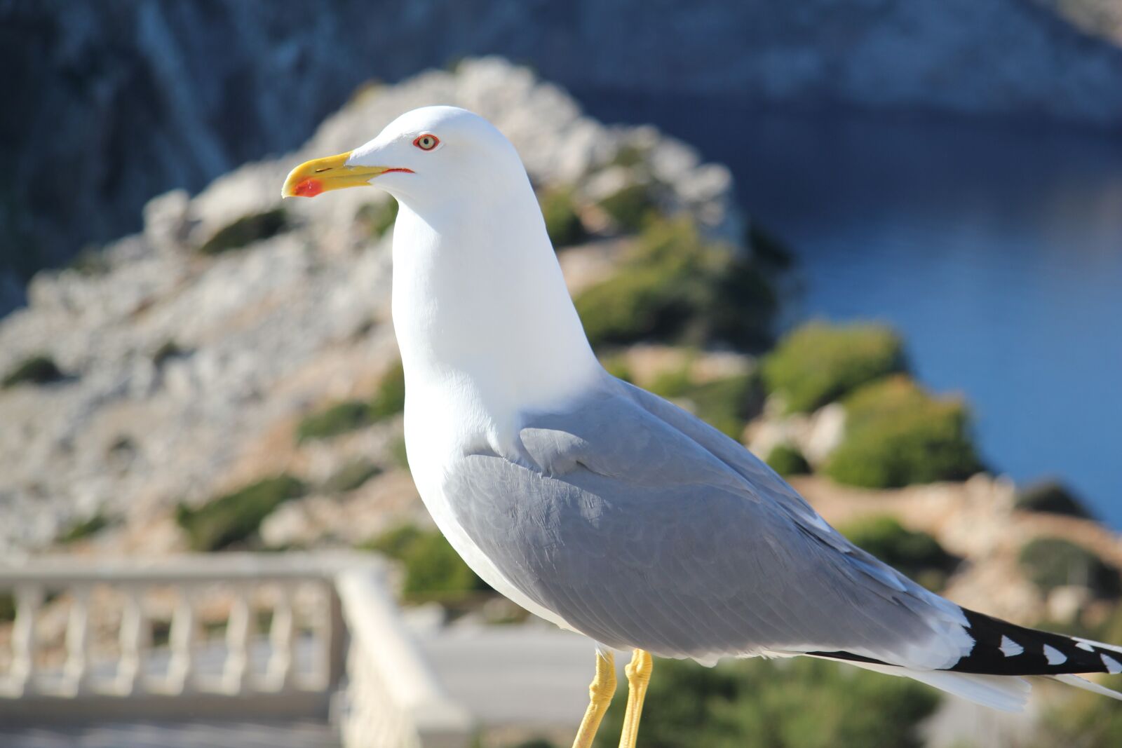 Canon EOS 550D (EOS Rebel T2i / EOS Kiss X4) sample photo. Seagull, animals, nature photography
