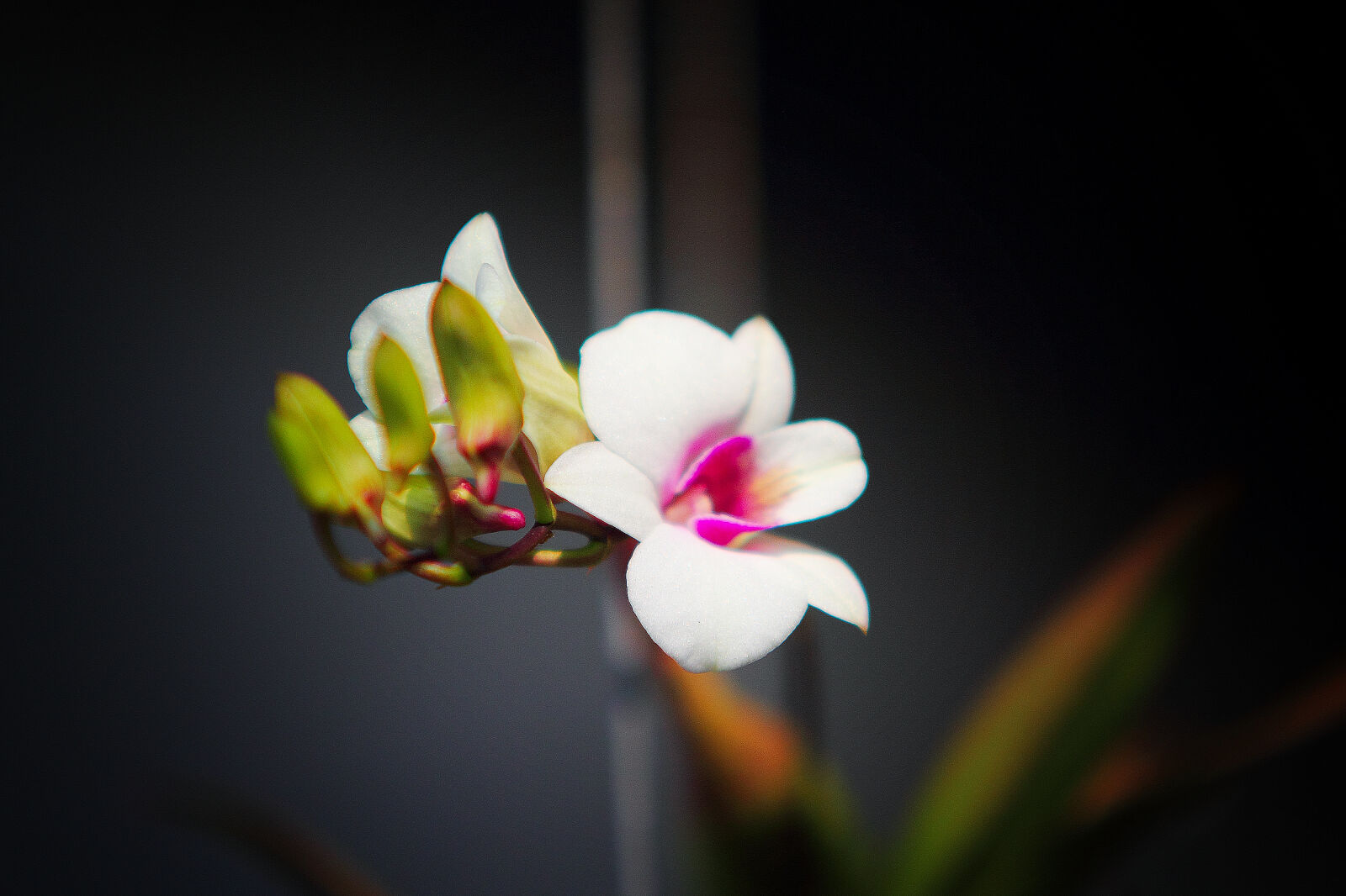 Canon EOS 60D sample photo