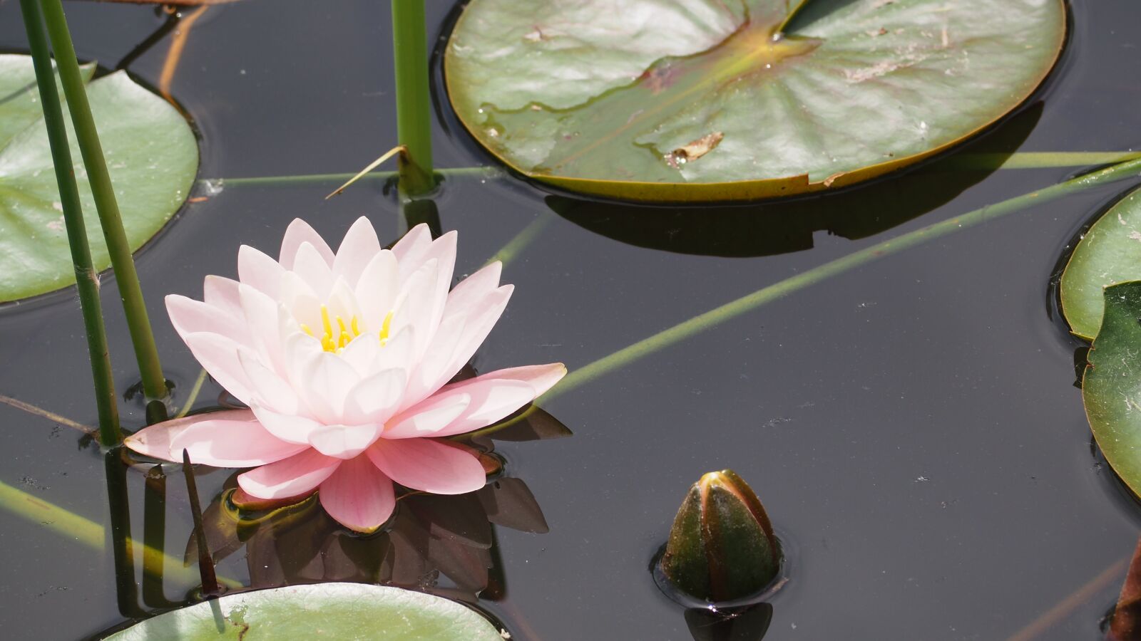 Olympus OM-D E-M10 II sample photo. Lotus flower, lily pad photography