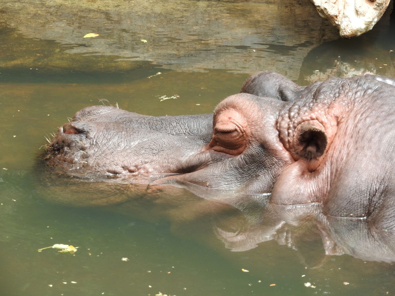 Nikon Coolpix P610 sample photo. Cover, hippopotamus, animal photography