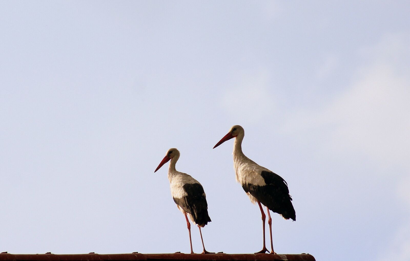 Canon EOS 1200D (EOS Rebel T5 / EOS Kiss X70 / EOS Hi) sample photo. Storks, birds, para photography